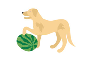 Dog Playing with a Watermelon